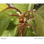 Zdjęcia użytkowników Infinix Note 40 Pro