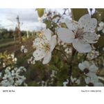 Zdjęcia użytkowników Infinix Note 40 Pro