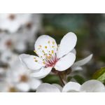 Zdjęcia użytkowników Infinix Note 50 Pro+ 5G