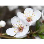 Zdjęcia użytkowników Infinix Note 50 Pro+ 5G