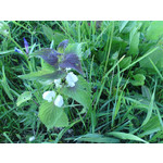 ZDJĘCIA Z TEGO TELEFONU