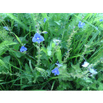 ZDJĘCIA Z TEGO TELEFONU