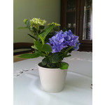 Zdjęcia użytkowników Jiayu F1