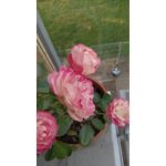 Zdjęcia użytkowników Jiayu G5S