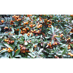 Zdjęcia użytkowników Kazam Trooper X4.0 Zdjęcia użytkowników Kazam Trooper X4.0