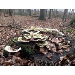 ZDJĘCIA Z TEGO TELEFONU