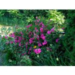 ZDJĘCIA Z TEGO TELEFONU