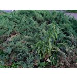 Zdjęcia użytkowników Kruger&Matz Live 3+