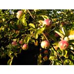 ZDJĘCIA Z TEGO TELEFONU