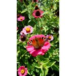 Zdjęcia użytkowników Lark Phablet 6.0