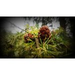 Zdjęcia użytkowników Lenovo A830