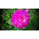 ZDJĘCIA Z TEGO TELEFONU