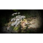 ZDJĘCIA Z TEGO TELEFONU