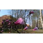 Zdjęcia użytkowników Lenovo K6 Dual SIM Zdjęcia użytkowników Lenovo K6 Dual SIM