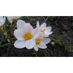 Zdjęcia użytkowników Lenovo K6 Dual SIM Zdjęcia użytkowników Lenovo K6 Dual SIM