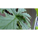 Zdjęcia użytkowników Lenovo K6 Dual SIM Zdjęcia użytkowników Lenovo K6 Dual SIM