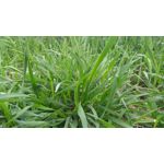 ZDJĘCIA Z TEGO TELEFONU