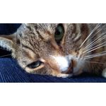 Zdjęcia użytkowników Lenovo K6 Dual SIM Zdjęcia użytkowników Lenovo K6 Dual SIM