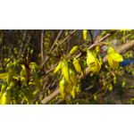 Zdjęcia użytkowników Lenovo K6 Dual SIM Zdjęcia użytkowników Lenovo K6 Dual SIM