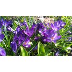 Zdjęcia użytkowników Lenovo K6 Dual SIM Zdjęcia użytkowników Lenovo K6 Dual SIM