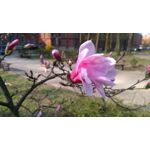 Zdjęcia użytkowników Lenovo K6 Dual SIM Zdjęcia użytkowników Lenovo K6 Dual SIM