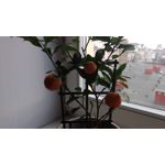 Zdjęcia użytkowników Lenovo Moto Z Play Dual SIM