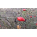 Zdjęcia użytkowników Lenovo Moto Z Play Dual SIM