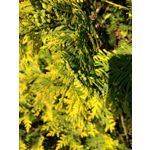 Zdjęcia użytkowników Lenovo Moto Z Play Dual SIM