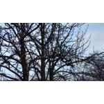 Zdjęcia użytkowników Lenovo Moto Z Play Dual SIM