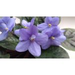 Zdjęcia użytkowników Lenovo Moto Z Play Dual SIM