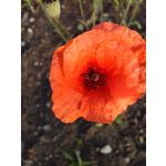 Zdjęcia użytkowników Lenovo Moto Z Play Dual SIM