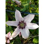 Zdjęcia użytkowników Lenovo Moto Z Play Dual SIM