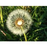 Zdjęcia użytkowników Lenovo Moto Z Play Dual SIM