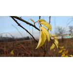 Zdjęcia użytkowników Lenovo Moto Z Play Dual SIM