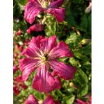 Zdjęcia użytkowników Lenovo Moto Z Play Dual SIM