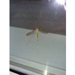 Zdjęcia użytkowników Lenovo Moto Z Play Dual SIM