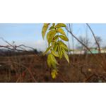 Zdjęcia użytkowników Lenovo Moto Z Play Dual SIM