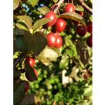 Zdjęcia użytkowników Lenovo Moto Z Play Dual SIM