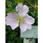 Zdjęcia użytkowników Lenovo Moto Z Play Dual SIM