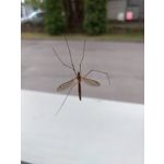 Zdjęcia użytkowników Lenovo Moto Z Play Dual SIM