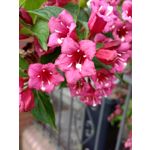 Zdjęcia użytkowników Lenovo Moto Z Play Dual SIM