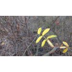 Zdjęcia użytkowników Lenovo Moto Z Play Dual SIM