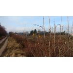 Zdjęcia użytkowników Lenovo Moto Z Play Dual SIM