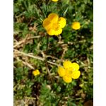 Zdjęcia użytkowników Lenovo Moto Z Play Dual SIM