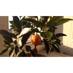 Zdjęcia użytkowników Lenovo Moto Z Play Dual SIM