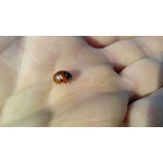 Zdjęcia użytkowników Lenovo S750