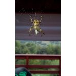 Zdjęcia użytkowników Lenovo Tab 2 A8-50 4G