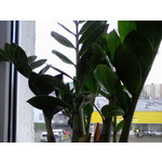 ZDJĘCIA Z TEGO TELEFONU