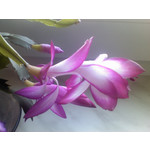 ZDJĘCIA Z TEGO TELEFONU