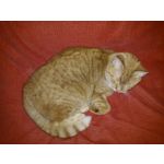 Zdjęcia użytkowników LG F60